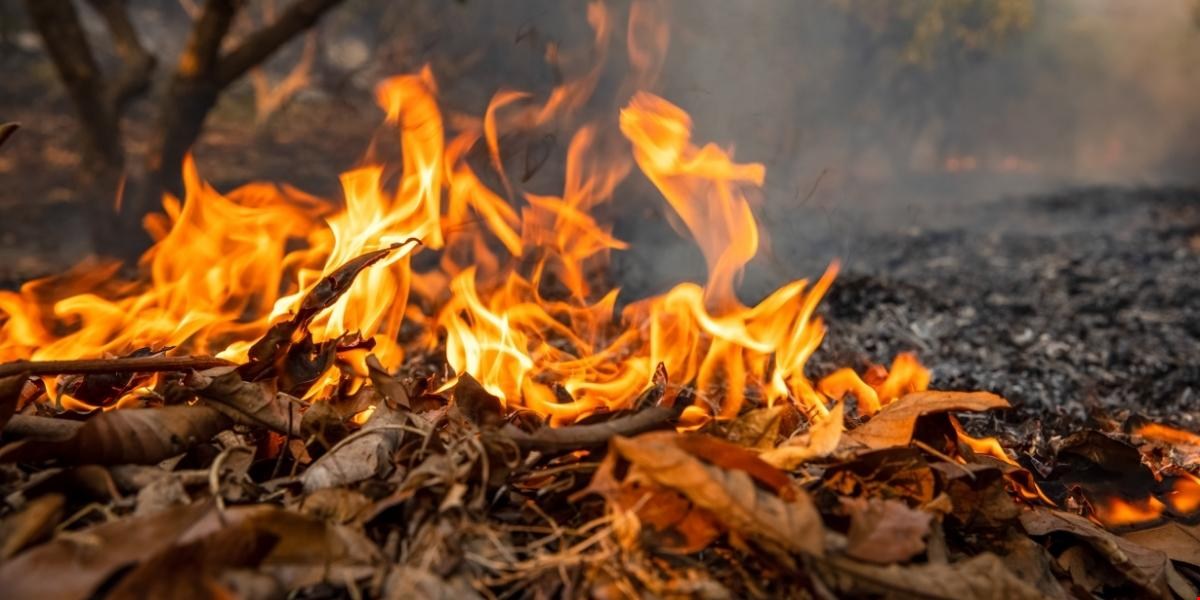 Incendi nel Mediterraneo: oltre il 95% ha causa umana. Cosa dicono i report WWF e ISPRA